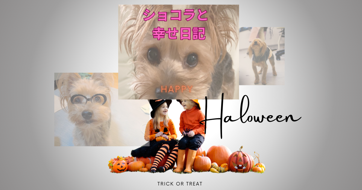 Yorkieショコラの幸せ日記