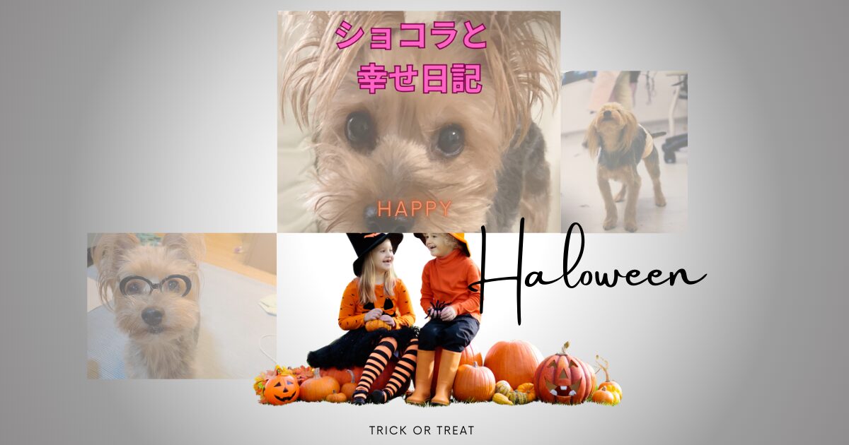 🐕️ショコラの幸せ日記🐕️