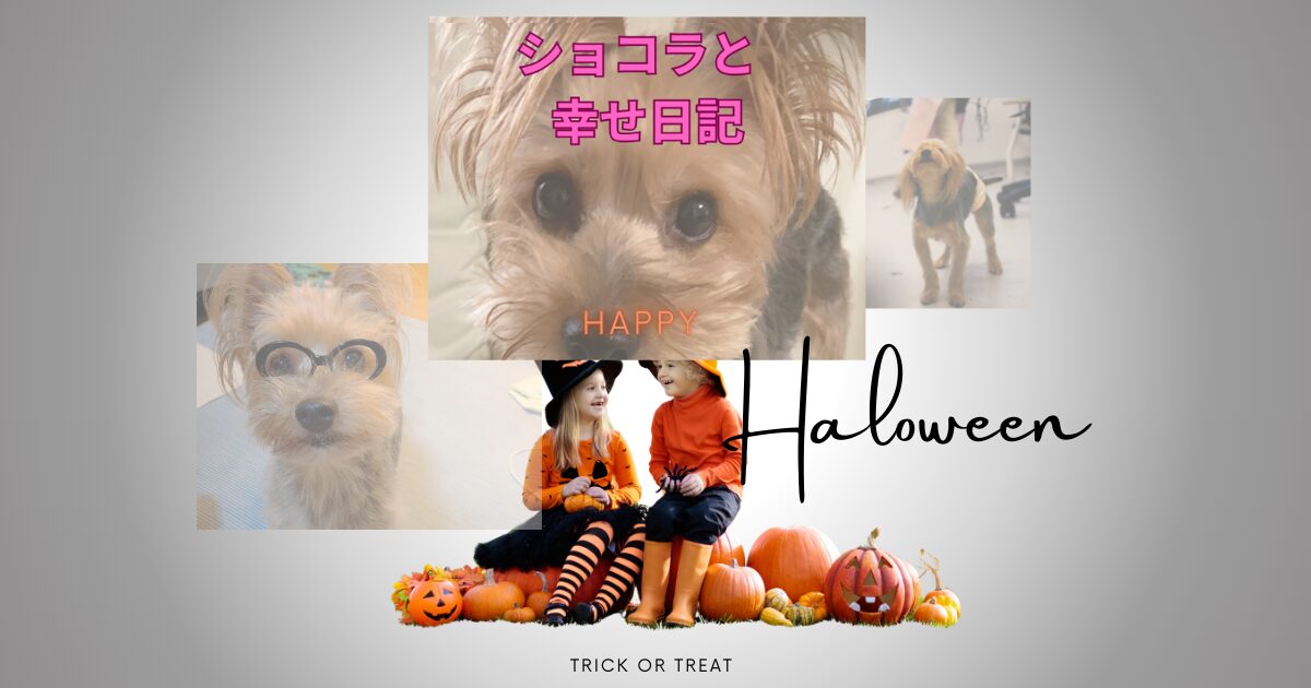 🐕️ショコラの幸せ日記🐕️